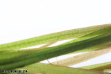 Vallisneria Spiralis Leopard_Easy Background Aquarium Plant For Sale