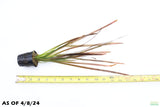 Vallisneria Spiralis Leopard_Easy Background Aquarium Plant For Sale
