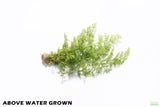 Water Sprite_Above Water Grown_Aquarium Plant For Sale