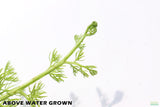 Water Sprite_Above Water Grown_Aquarium Plant For Sale