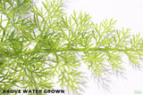 Water Sprite_Above Water Grown_Aquarium Plant For Sale