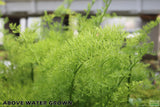 Water Sprite_Above Water Grown_Aquarium Plant For Sale