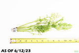 Water Sprite_Aquarium plant for sale_aquarium plants for sale