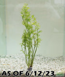 Water Sprite_Aquarium plant for sale_aquarium plants for sale