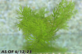 Water Sprite_Aquarium plant for sale_aquarium plants for sale