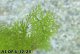 Water Sprite_Aquarium plant for sale_aquarium plants for sale