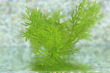Water Sprite_Aquarium plant for sale_aquarium plants for sale