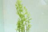 Water Sprite_Aquarium plant for sale_aquarium plants for sale