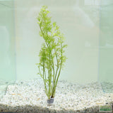 Water Sprite_Aquarium plant for sale_aquarium plants for sale