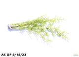 Water Sprite_Ceratopteris Thalicroides_Mega Hardy Plant_Aquarium plant for sale_aquarium plants for sale