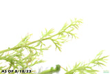 Water Sprite_Ceratopteris Thalicroides_Mega Hardy Plant_Aquarium plant for sale_aquarium plants for sale