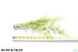 Water Sprite_Ceratopteris Thalicroides_Mega Hardy Plant_Aquarium plant for sale_aquarium plants for sale