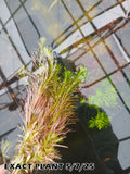 Rotala Nanjenshan_Aquarium PLants for sale_aquarium plan