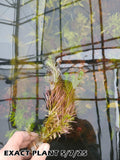 Rotala Nanjenshan_Aquarium PLants for sale_aquarium plan