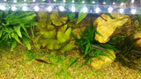The Blaster Series "The Deeper LED"