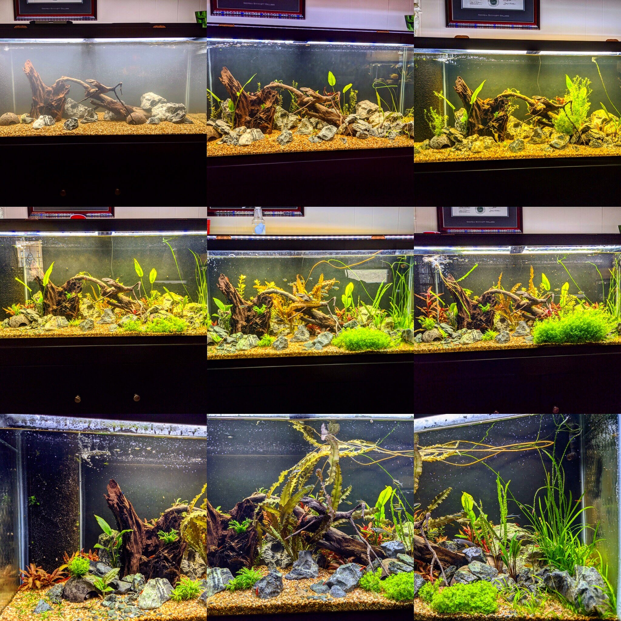 Dustin's Dirt Packs. (Aquarium Substrate Our own Premier Mix)
