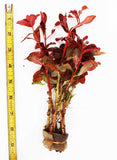 Ammania Gracilis_Thick Red Aquarium Plant_Red Plants_Red Aquarium Plants_reds_ammanias_Aquarium Plant_Aquarium Plants_Aquarium Plants for sale