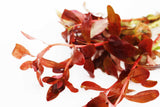 Ammania Gracilis_Thick Red Aquarium Plant_Red Plants_Red Aquarium Plants_reds_ammanias_Aquarium Plant_Aquarium Plants_Aquarium Plants for sale