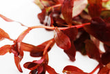 Ammania Gracilis (Thick RED Aquarium Plant)