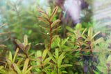 Ammania Gracilis (Thick RED Aquarium Plant)