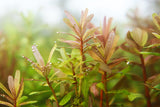 Ammania Gracilis (Thick RED Aquarium Plant)