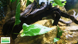 Anubias Gigantea (the Ultimate Anubias) POTTED