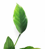 Anubias Nana (Our Best Selling Anubias Aquarium Plant)