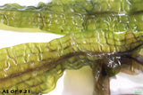 Aponogeton Boivinianus (The Best Background Cichlid Plant We Sell)