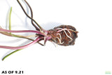 Aponogeton henkelianus (Thin Leaf Mad Lace!)_Aquarium Plant For sale_aquarium plants