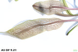 Aponogeton henkelianus (Thin Leaf Mad Lace!)_Aquarium Plant For sale_aquarium plants