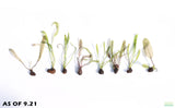 Aponogeton henkelianus (Thin Leaf Mad Lace!)_Aquarium Plant For sale_aquarium plants