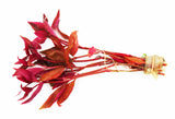 Alternanthera Reineckii Regular_Aquarium Plant For Sale
