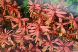 Ammania Gracilis_Thick Red Aquarium Plant_Red Plants_Red Aquarium Plants_reds_ammanias_Aquarium Plant_Aquarium Plants_Aquarium Plants for sale