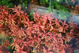 Ammania Gracilis_Thick Red Aquarium Plant_Red Plants_Red Aquarium Plants_reds_ammanias_Aquarium Plant_Aquarium Plants_Aquarium Plants for sale