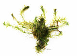 Anacharis Elodea (Easy Low Light Aquarium Plant)