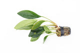Anubais Congensis_Background Aquarium Plant_Aquarium Plants For Sale