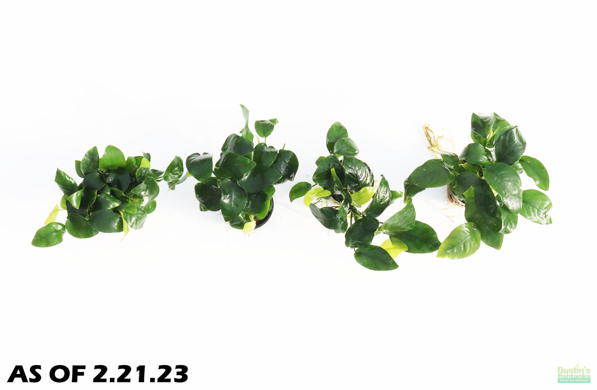 WM_AnubiasBarterivarnana_02_4d