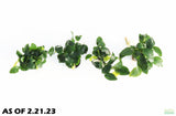 Anubais Nana (Our best Selling Anubias_Aquarium Plant for sale_Aquarium plants for sale