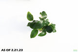 Anubais Nana (Our best Selling Anubias_Aquarium Plant for sale_Aquarium plants for sale