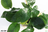 Anubais Nana (Our best Selling Anubias_Aquarium Plant for sale_Aquarium plants for sale