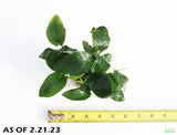 Anubais Nana (Our best Selling Anubias_Aquarium Plant for sale_Aquarium plants for sale