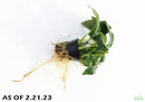 Anubais Nana (Our best Selling Anubias_Aquarium Plant for sale_Aquarium plants for sale