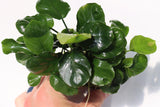 Anubias Barteri "Golden Coin"  (Smaller with many leaves nickel size) NICE PLANTS