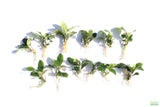 Anubias Coffeefolia Bare Root Aquarium Plant For Sale_Aquarium Plants For Sale_Anubias barteri_Anubias varieties