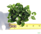 Anubias Nana Petite Potted Amazing Aquascaping Plant_aquarium plant for sale_aquarium plants for sale_anubias varieties