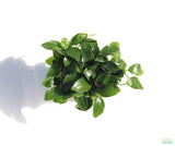 Anubias Nana Petite Potted Amazing Aquascaping Plant_aquarium plant for sale_aquarium plants for sale_anubias varieties