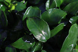 Anubias Nana Petite Potted Amazing Aquascaping Plant_aquarium plant for sale_aquarium plants for sale_anubias varieties