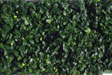 You can see the new green growth on the large trays of anubias nana petite. We only send the best, and when we have a TON in stock - our petites are top notch to you