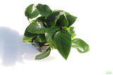 Anubias Nana Potted_Aquarium Plant For Sale_Aquarium Plants For sale_anubias varieties