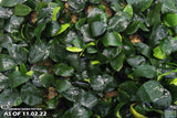 Anubias Nana Potted_Aquarium Plant_Aquarium PLants for sale